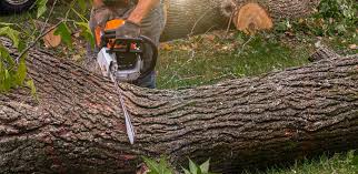 Best Tree Disease Treatment  in Schuylerville, NY