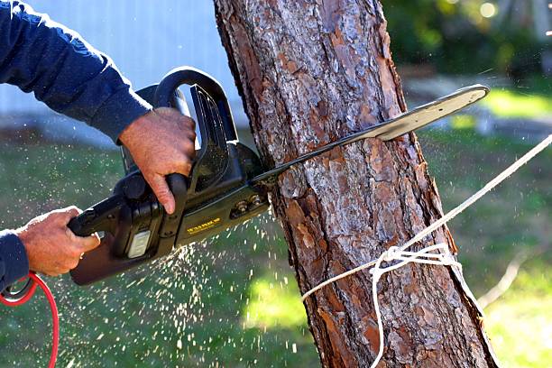  Schuylerville, NY Tree Care Pros