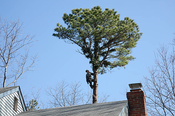 Best Leaf Removal  in Schuylerville, NY